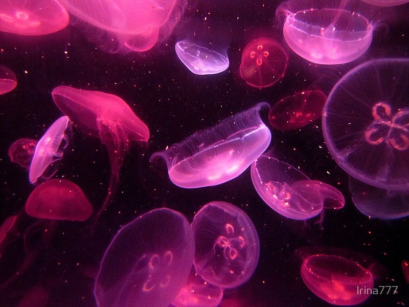 Jellyfish